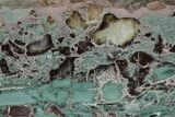 Green Jasper Replaced Petrified Wood - Hampton Butte, Oregon #210824-1